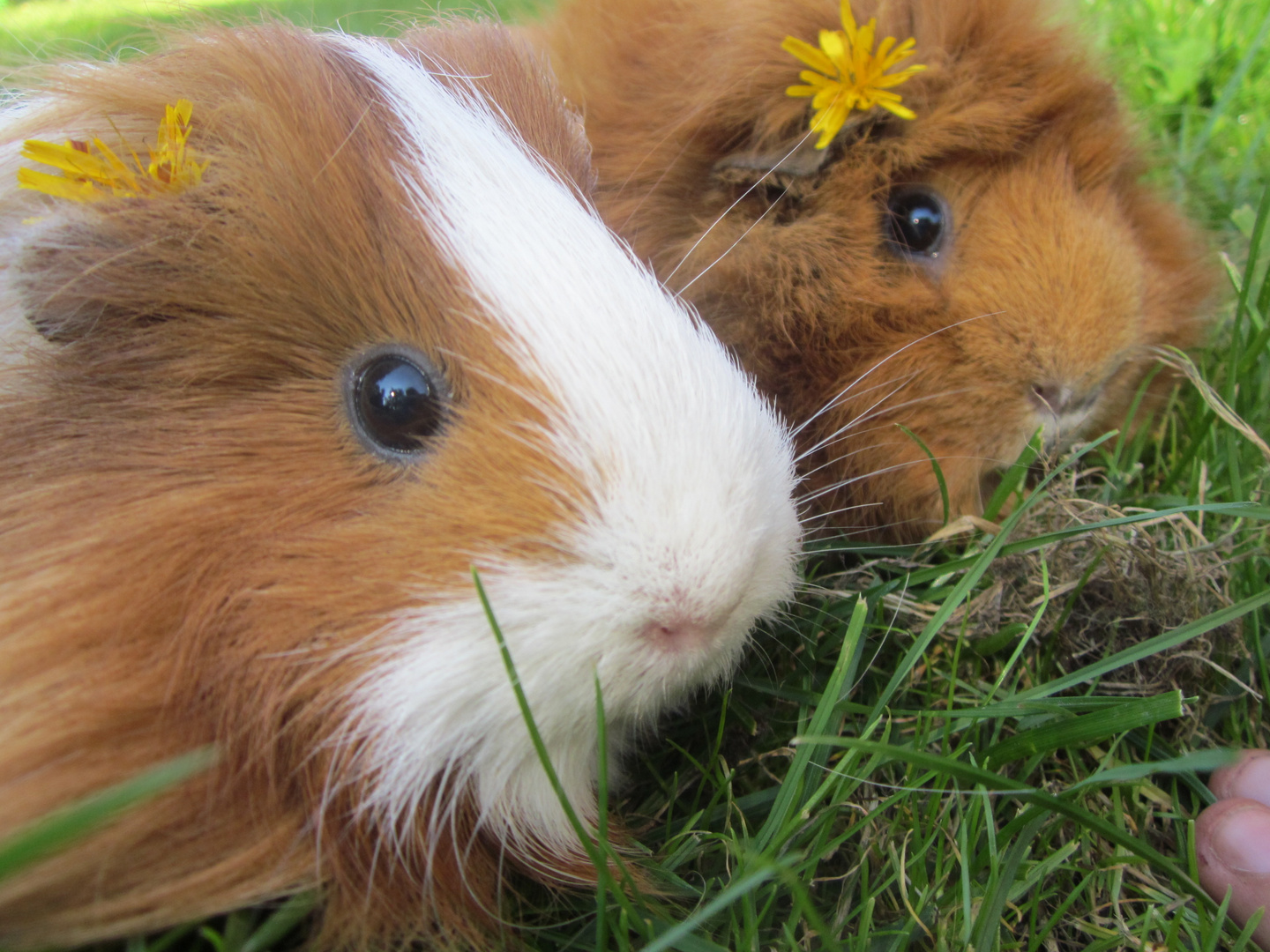 rosalie und keoma