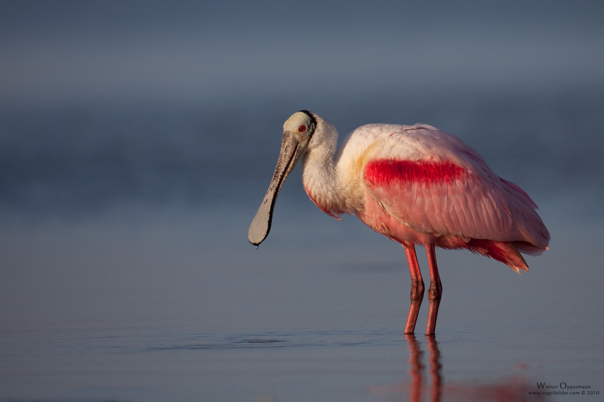 Rosaloeffler (Ajaja ajaja) / Roseate Spoonbill