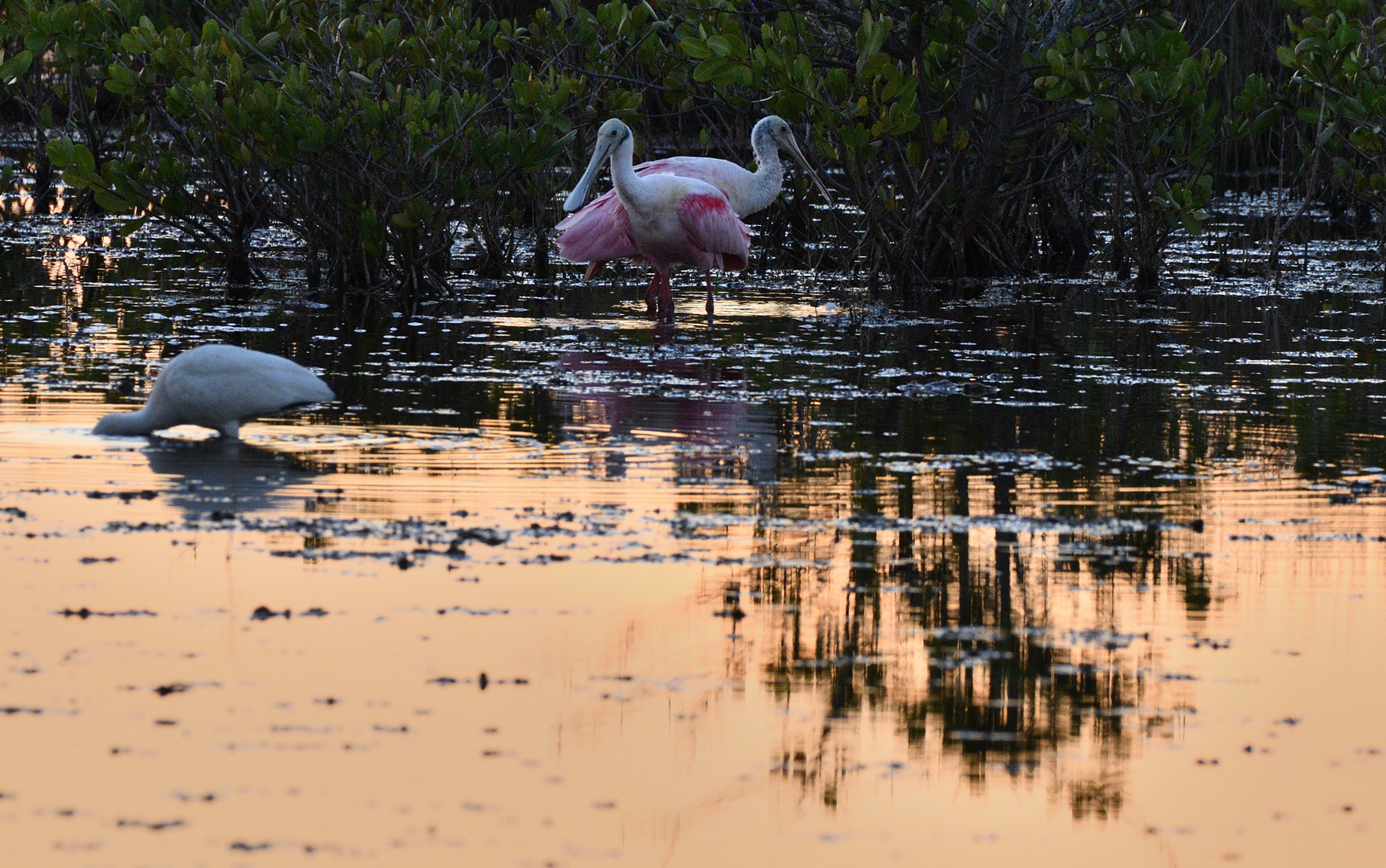 Rosalöffler auf Merritt Island