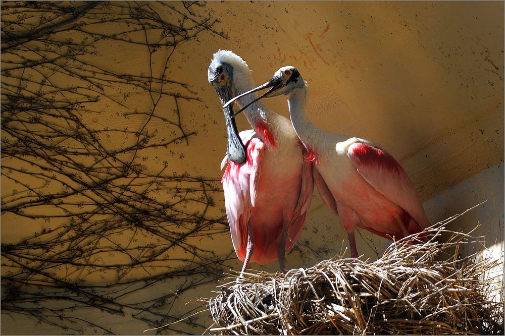 Rosalöffler im Augsburger Zoo am 24 April 2015