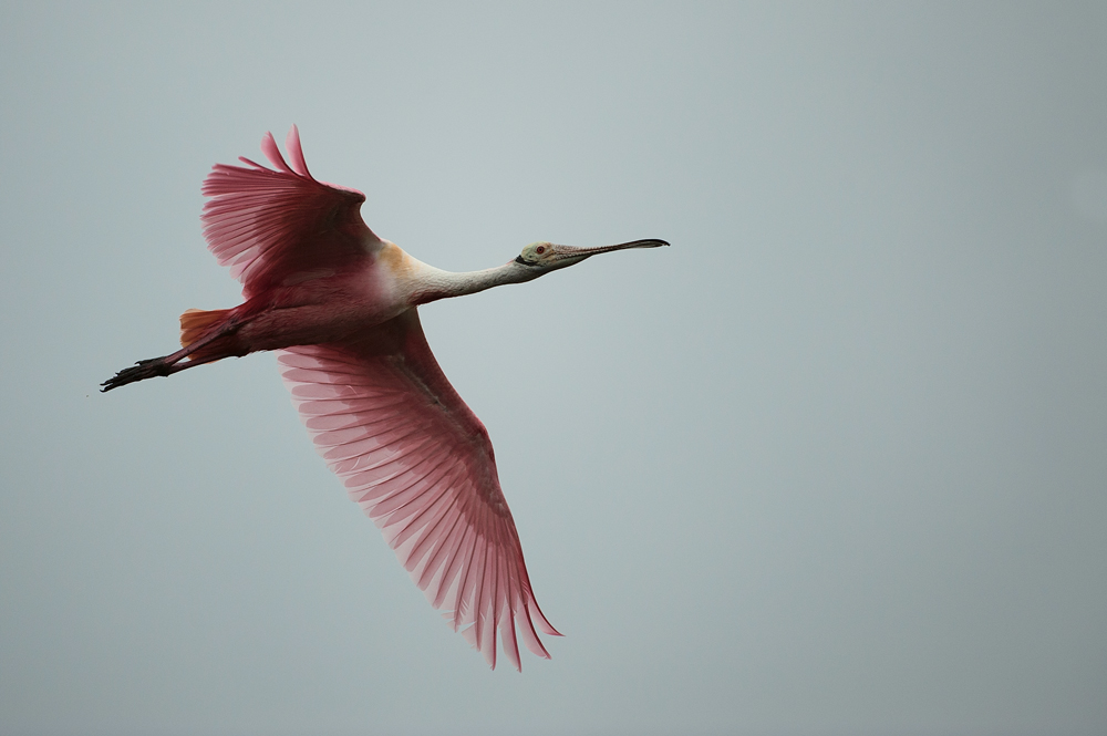 Rosalöffler im Flug