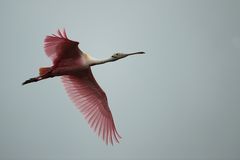 Rosalöffler im Flug