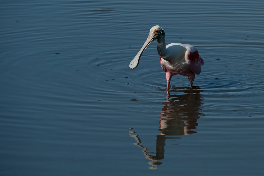 Rosalöffler im Wasser