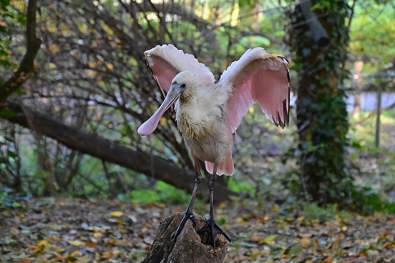 Rosalöffler (Platalea ajaja) 