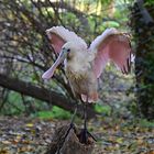 Rosalöffler (Platalea ajaja) 