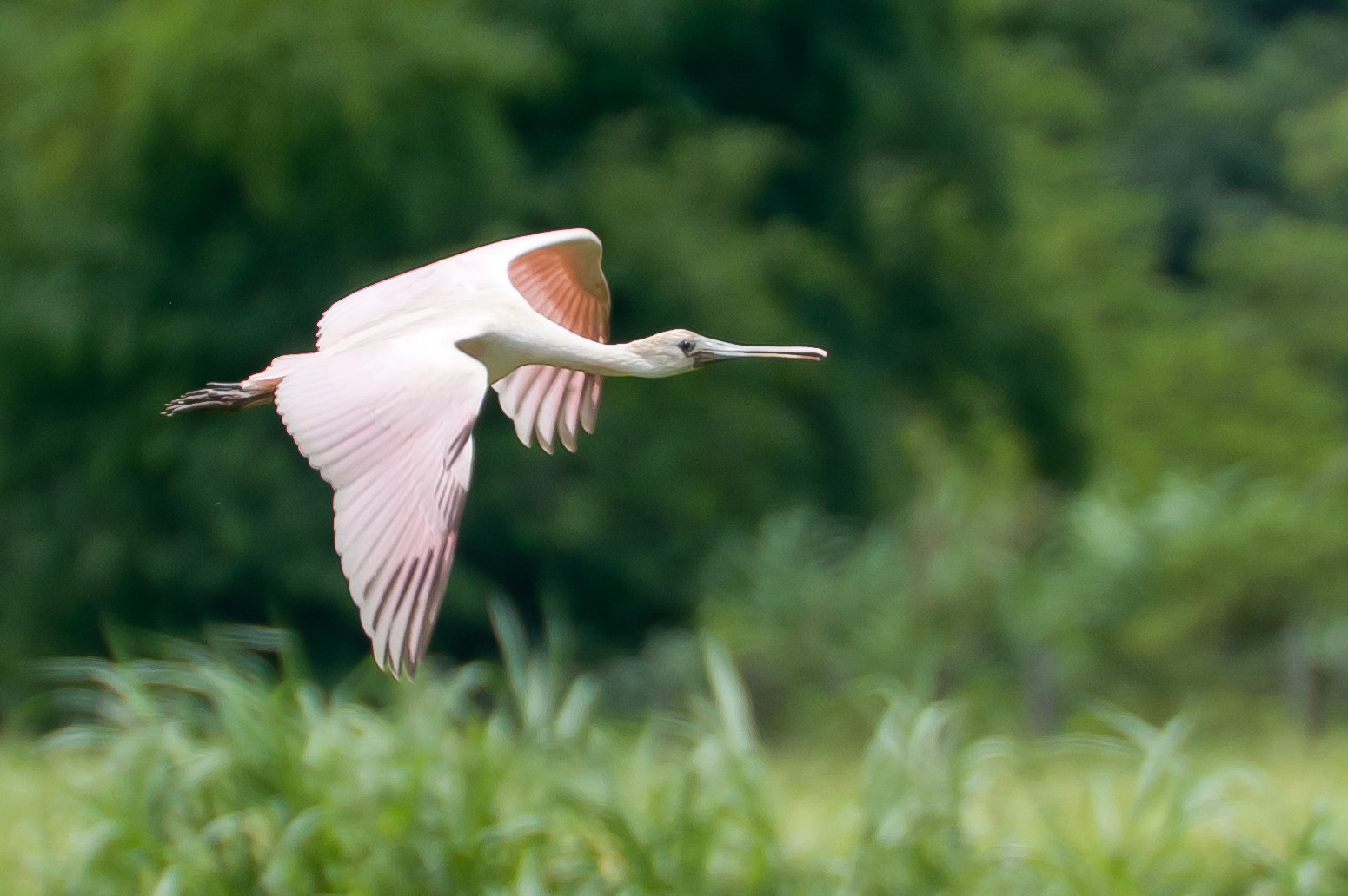 Rosalöffler - Platalea ajaja