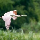 Rosalöffler - Platalea ajaja