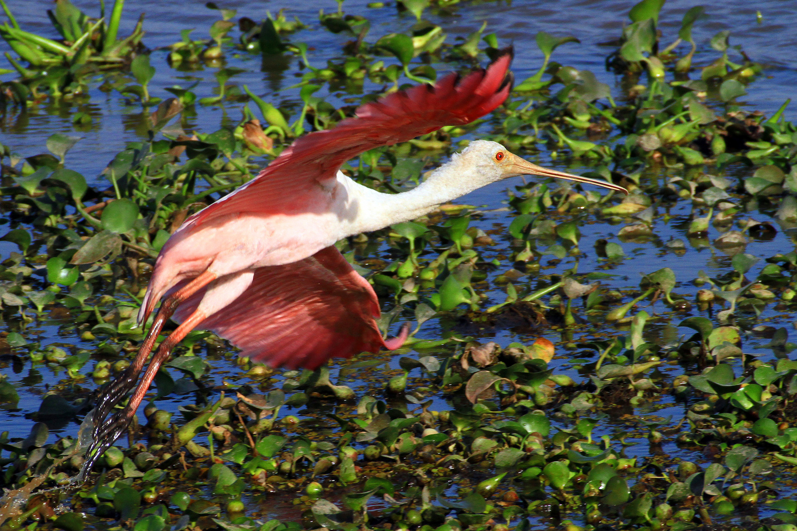 Rosalöffler (Platalea ajaja),  Llanos, Venezuela, 