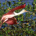 Rosalöffler (Platalea ajaja),  Llanos, Venezuela, 