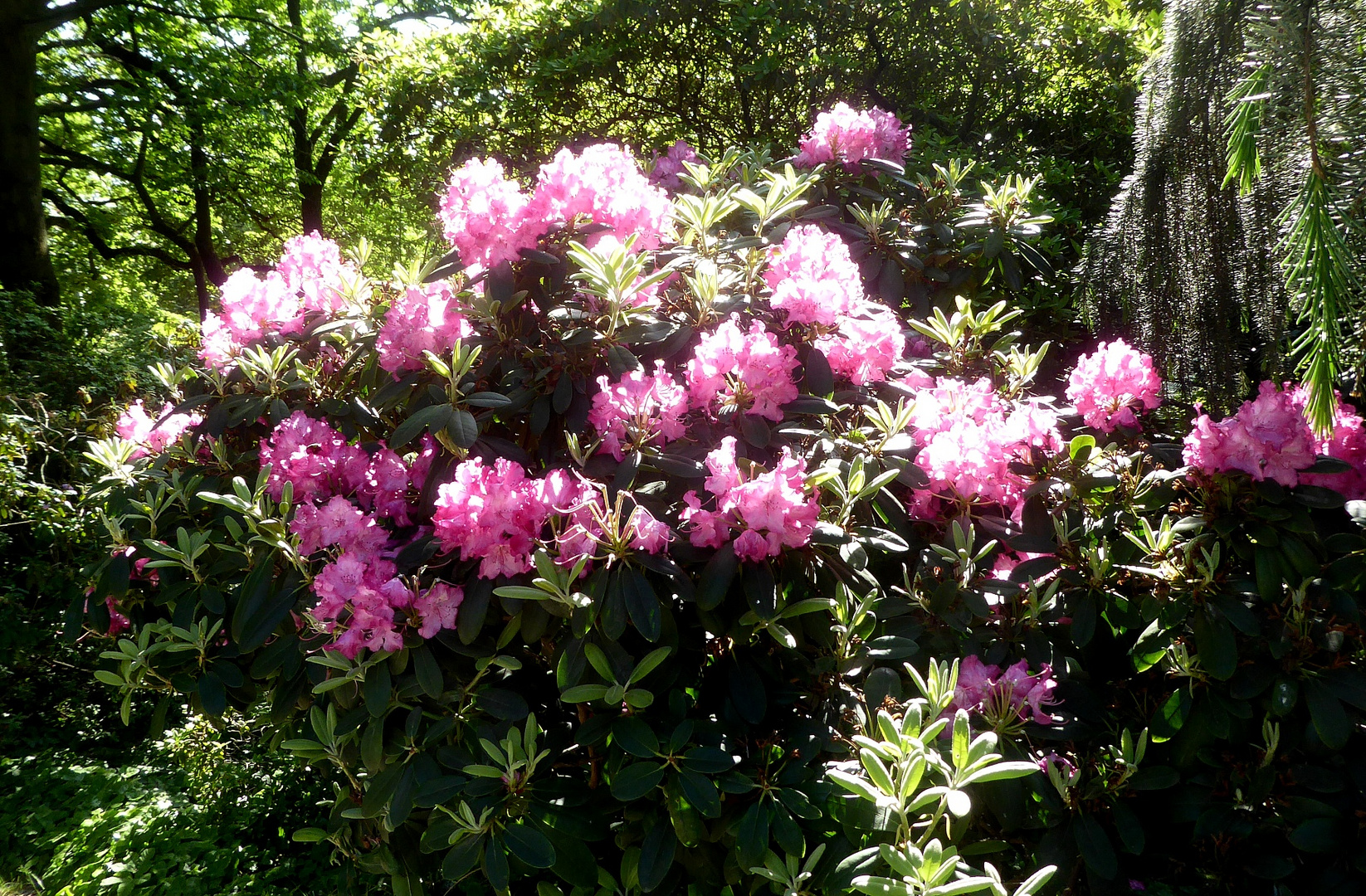 rosamagenta Rhododendron in Sonne im Palmengarten Frankfurt/M.