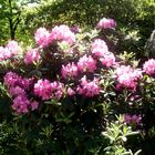 rosamagenta Rhododendron in Sonne im Palmengarten Frankfurt/M.