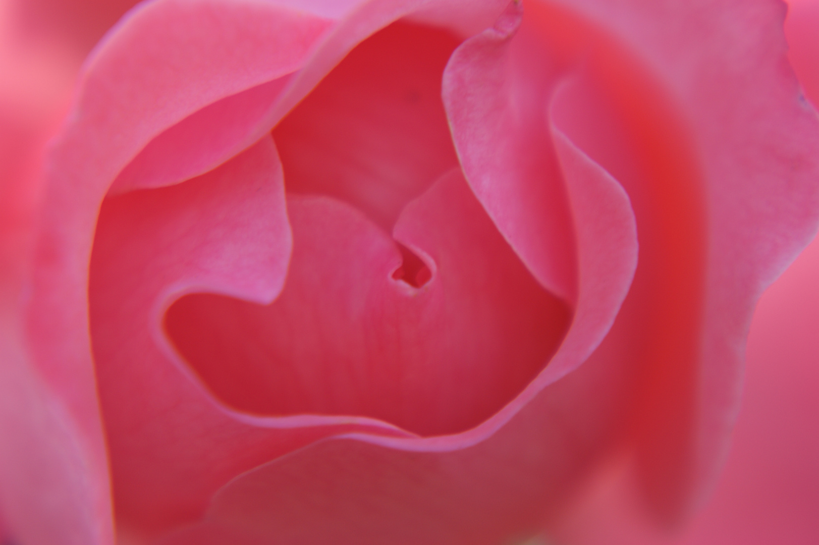 Rosane Blüte im Rosengarten Planten & Blomen Makro