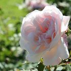 rosane Rose