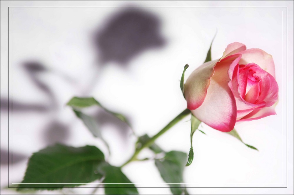 rosane Rose Foto & Bild pflanzen, pilze & flechten, blüten