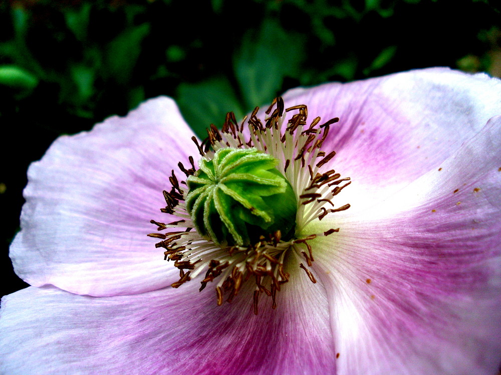 rosaner Mohn.