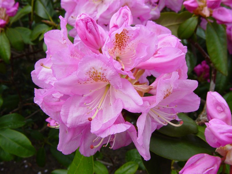 rosaner Rhododendron