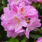 rosaner Rhododendron