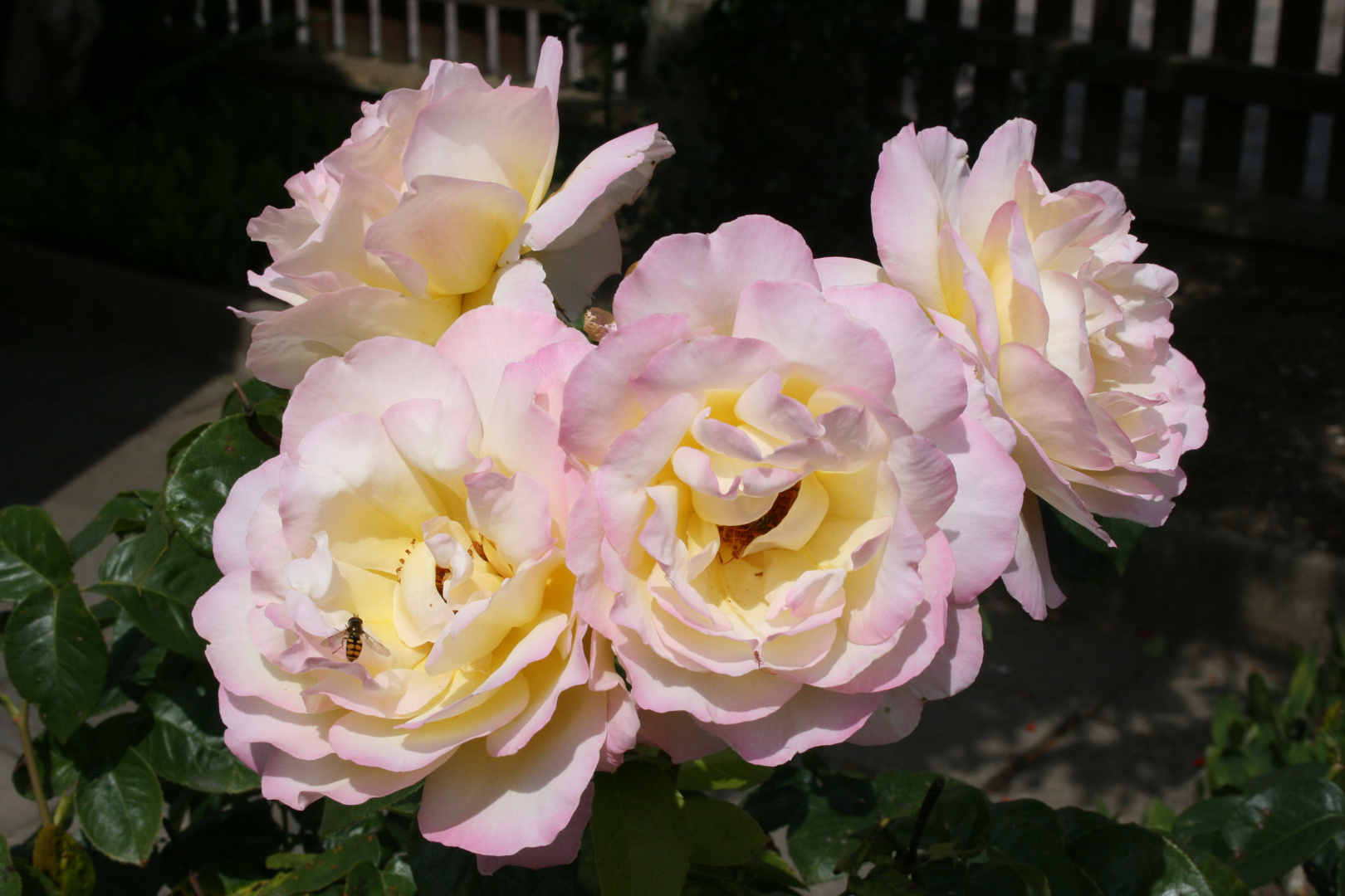 Rosanpracht in meinem Garten