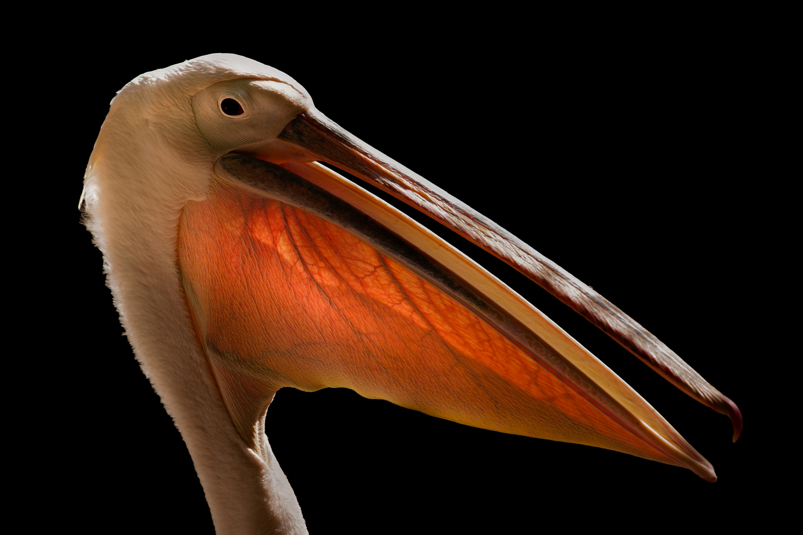 Rosapelikan Foto & Bild natur, zoo, tiere Bilder auf