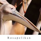 Rosapelikan