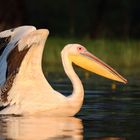 Rosapelikan im Abendlicht