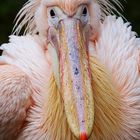 Rosapelikan im Grünen Zoo Wuppertal