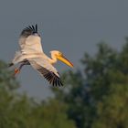 Rosapelikan im Landeanflug