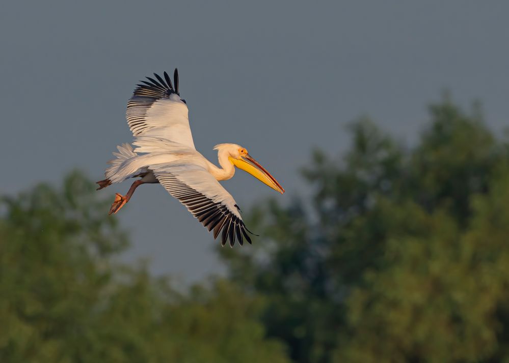 Rosapelikan im Landeanflug