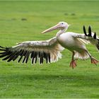 Rosapelikan im Landeanflug