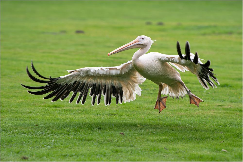 Rosapelikan im Landeanflug