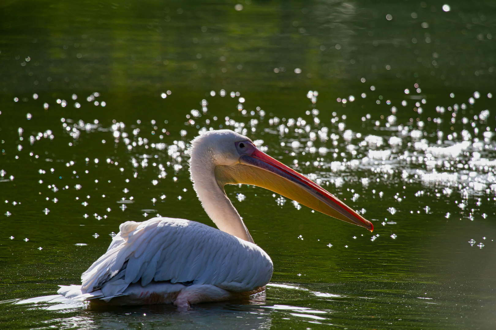 Rosapelikan im Sternensee