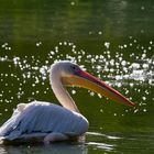 Rosapelikan im Sternensee