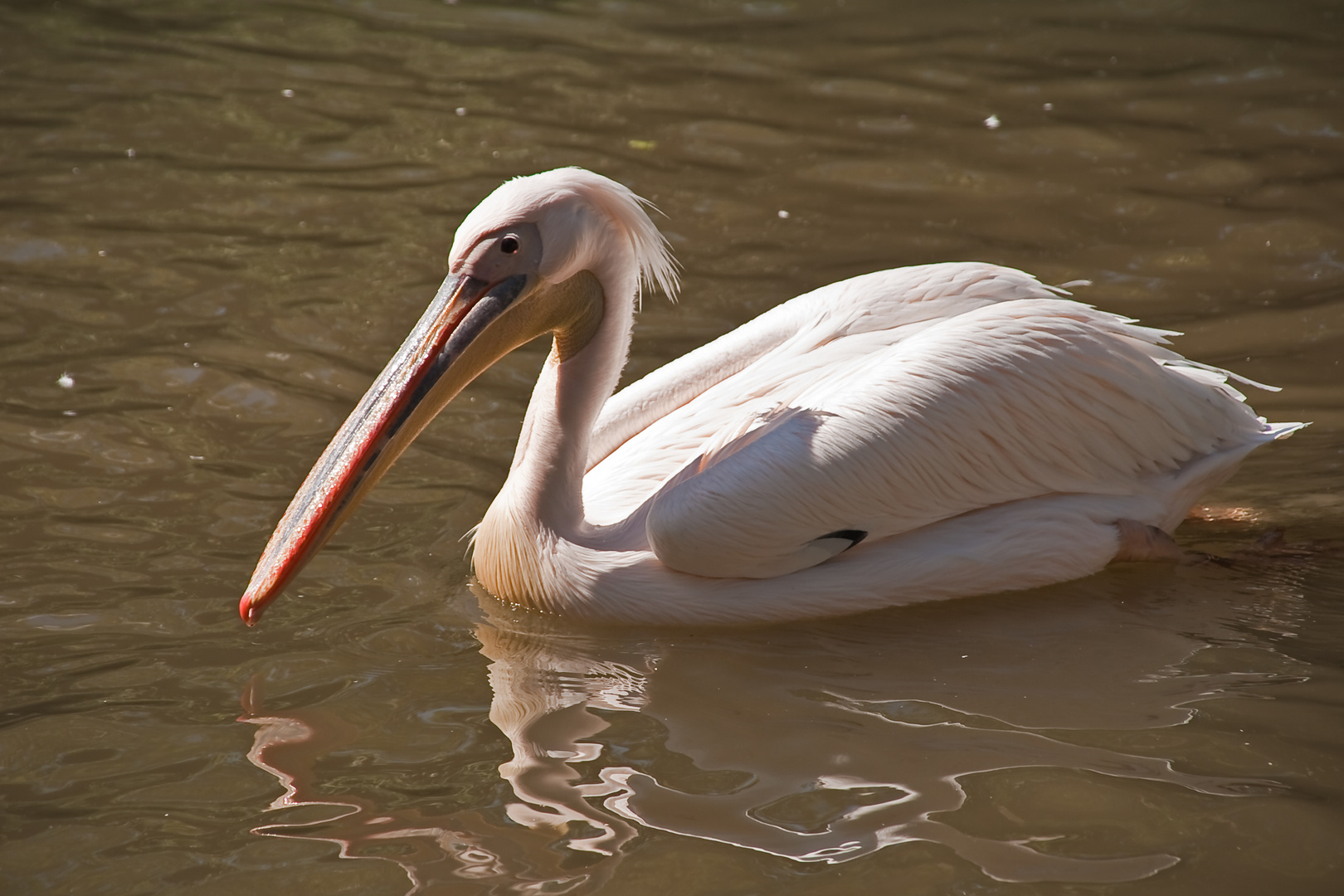 Rosapelikan im Zoo Basel