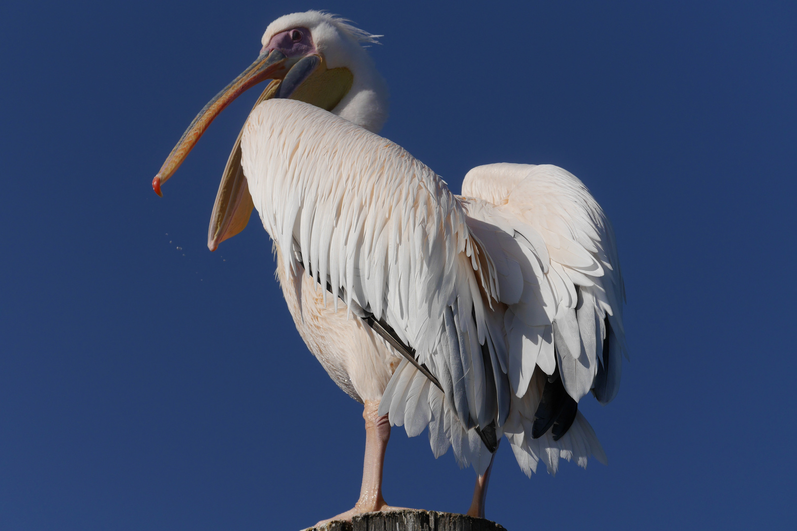 Rosapelikan in Namibia