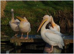 Rosapelikan... Pelecanus onocrofalus