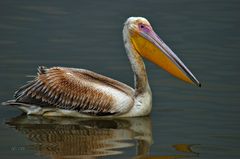 Rosapelikan (Pelecanus onocrotalus)