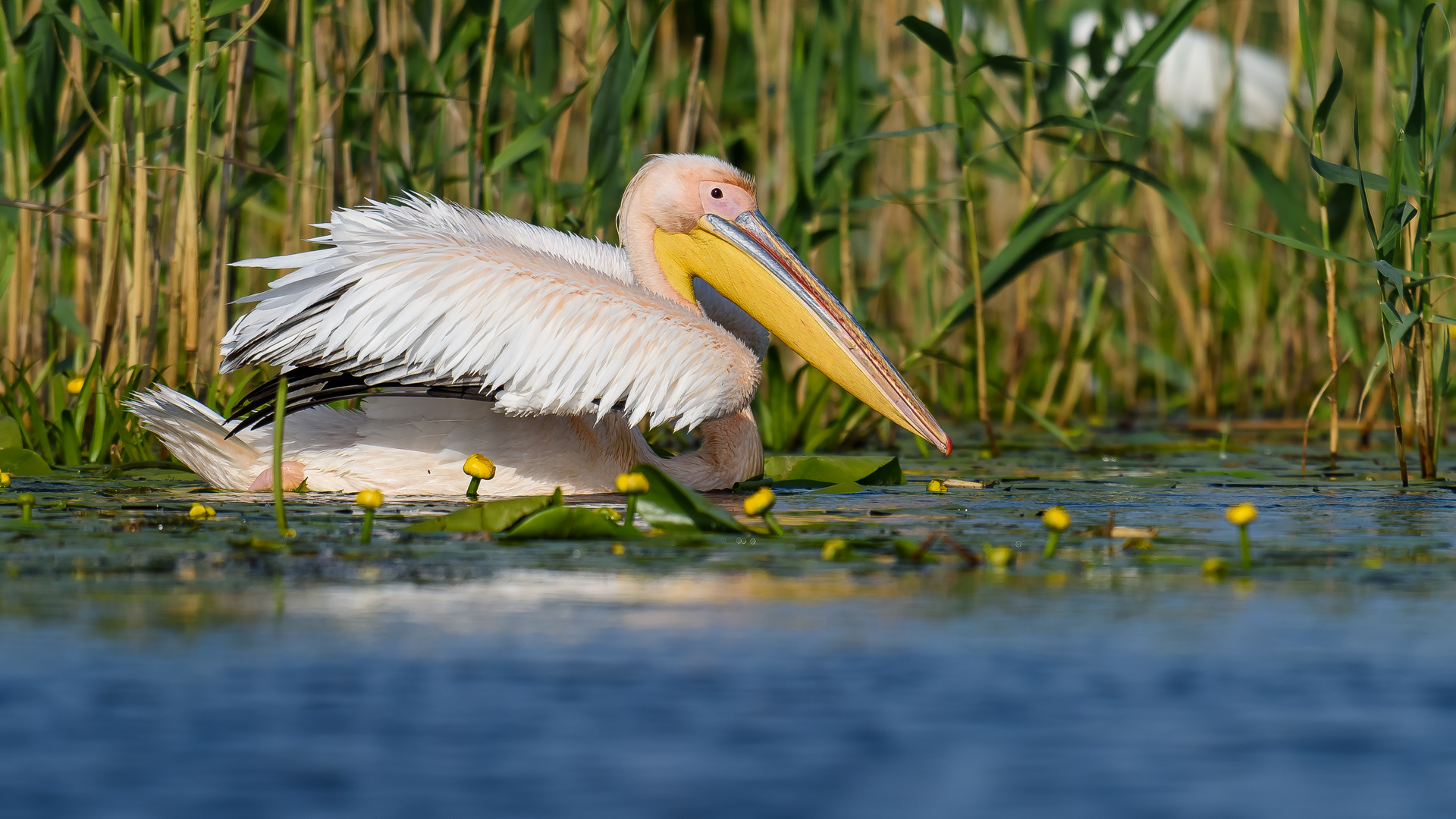 Rosapelikan  (Pelecanus onocrotalus) 