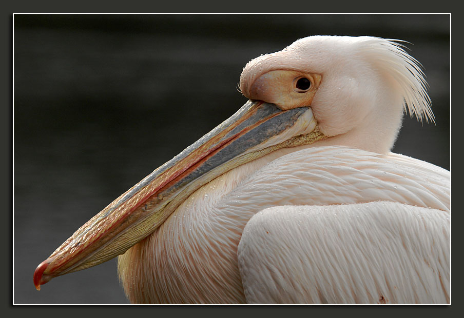 Rosapelikan (Pelecanus onocrotalus)