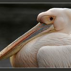 Rosapelikan (Pelecanus onocrotalus)