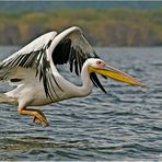 Rosapelikan (Pelecanus onocrotalus).....