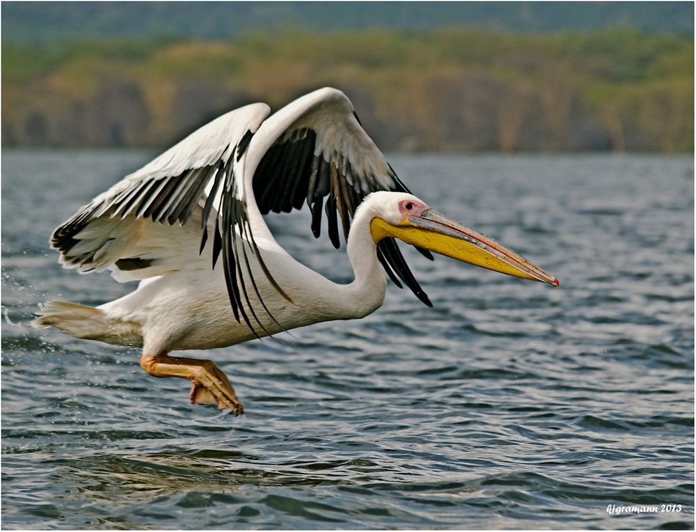 Rosapelikan (Pelecanus onocrotalus).....