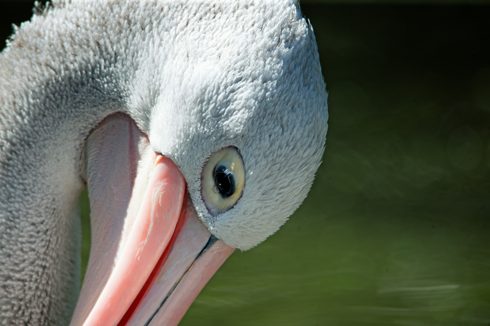 Rosapelikan - Pelecanus onocrotalus