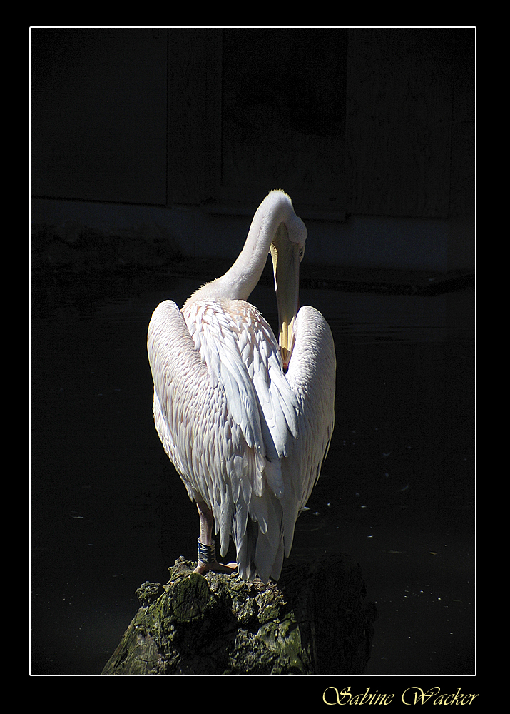 Rosapelikan (Pelecanus onocrotalus)