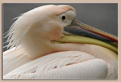 Rosapelikan (Pelecanus onocrotalus)