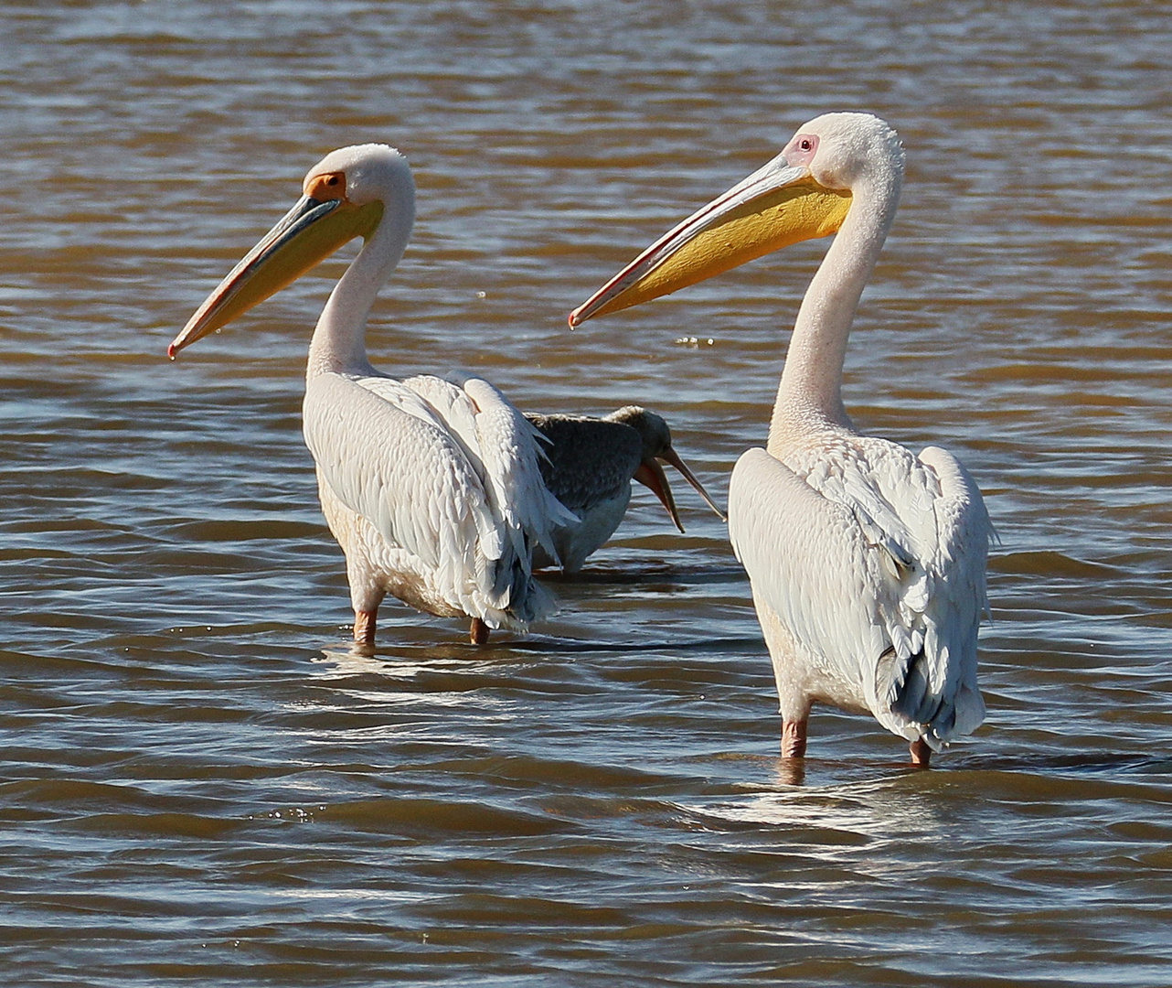 Rosapelikan - Pelecanus onocrotalus