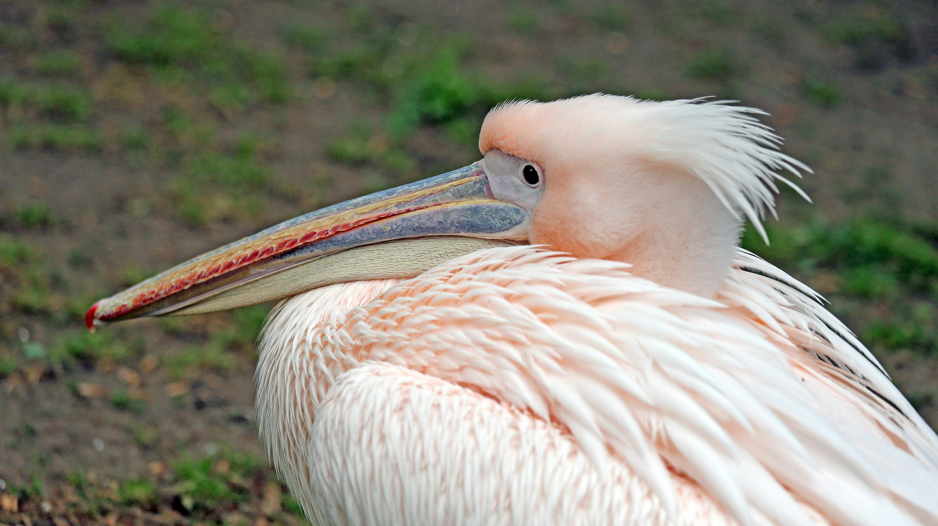 Rosapelikan -Pelecanus onocrotalus-