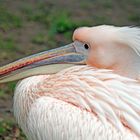 Rosapelikan -Pelecanus onocrotalus-