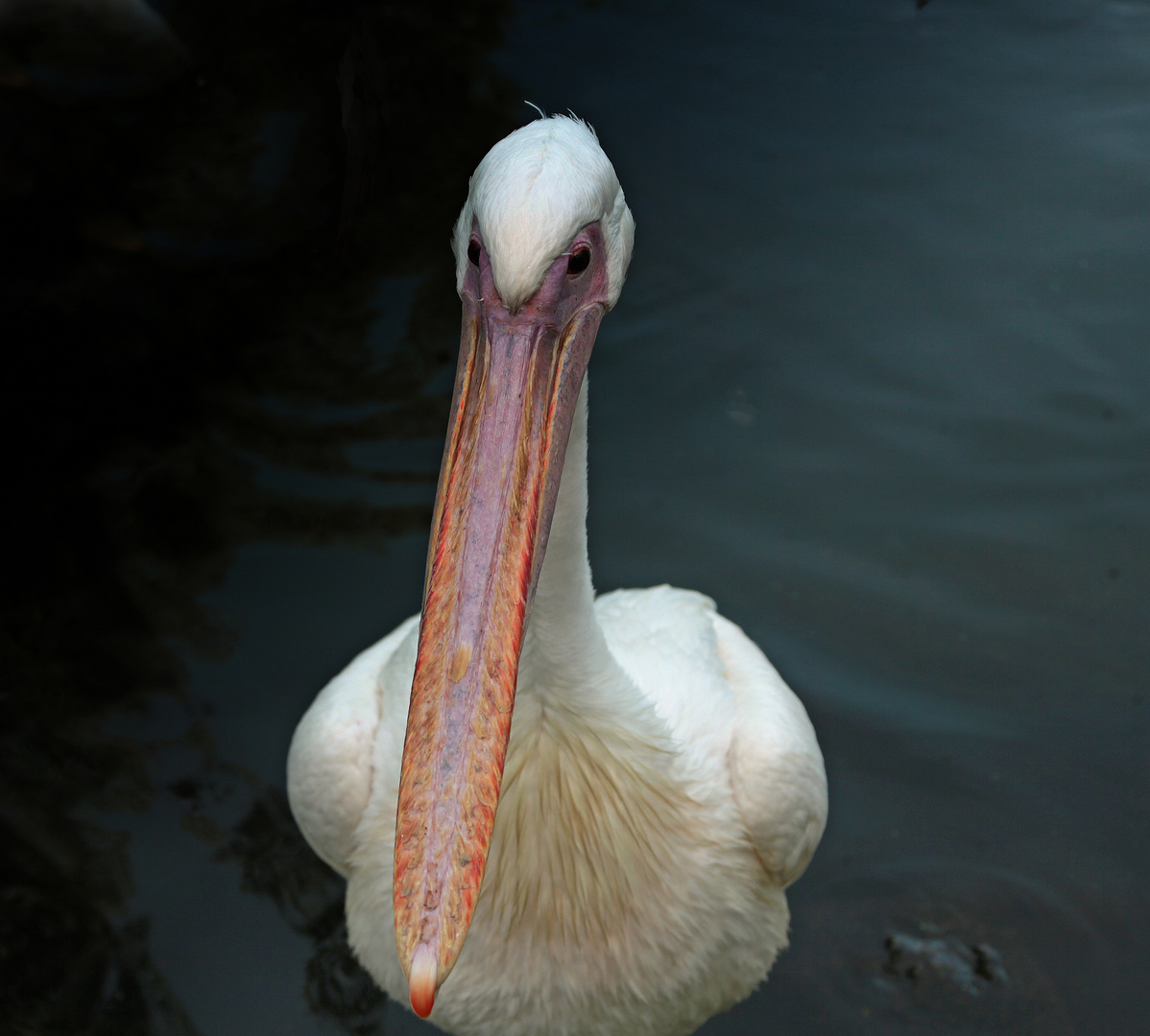 Rosapelikan - Pelecanus onocrotalus