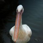 Rosapelikan - Pelecanus onocrotalus