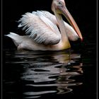 Rosapelikan (Pelecanus onocrotalus) Fast zu schwer zum Fliegen